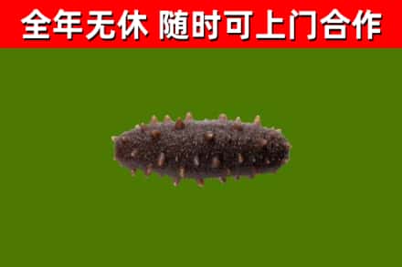 兴安县烟酒回收干海参.jpg
